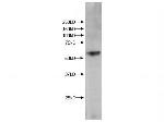 Kmo Polyclonal Antibody