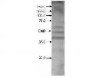 Kmo Polyclonal Antibody
