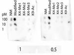 H3K4me3K9ac Antibody in Dot Blot (DB)