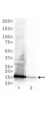 H3K4me3K9ac Antibody in Western Blot (WB)