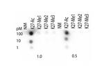 H3K27ac Antibody in Dot Blot (DB)