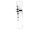 RON Antibody in Western Blot (WB)