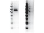 RON Antibody in Western Blot (WB)