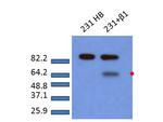 Phospho-SMAD2 (Ser465, Ser467) Polyclonal Antibody