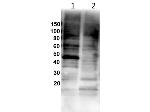Gata1 Polyclonal Antibody