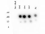H3K27me1 Polyclonal Antibody