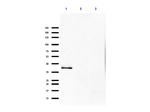 p35 Antibody in Western Blot (WB)