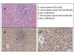 Beclin 1 Antibody in Immunohistochemistry (IHC)