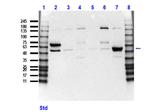 Beclin 1 Antibody in Western Blot (WB)