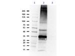 CH25H Antibody in Western Blot (WB)