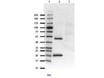 LC3B Antibody in Western Blot (WB)