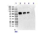 CD68 Antibody in Western Blot (WB)