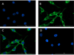 Glucagon Antibody in Immunocytochemistry (ICC/IF)