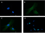 Glucagon Antibody in Immunocytochemistry (ICC/IF)