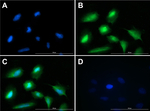 Glucagon Antibody in Immunocytochemistry (ICC/IF)