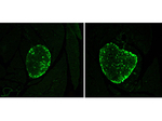 Glucagon Antibody in Immunohistochemistry (Paraffin) (IHC (P))
