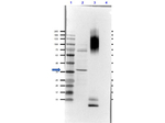 Glucagon Antibody in Western Blot (WB)