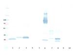 mCherry Antibody in Western Blot (WB)