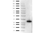 mCherry Antibody in Western Blot (WB)