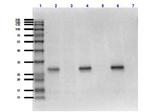 mCherry Antibody in Western Blot (WB)
