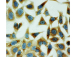 Annexin A5 Antibody in Immunocytochemistry (ICC/IF)