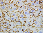 Annexin A5 Antibody in Immunohistochemistry (Paraffin) (IHC (P))