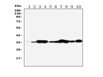 Annexin A5 Antibody in Western Blot (WB)