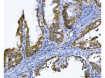 GST pi Antibody in Immunohistochemistry (Paraffin) (IHC (P))