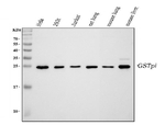 GST pi Antibody in Western Blot (WB)