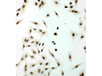 Lamin B1 Antibody in Immunocytochemistry (ICC/IF)