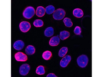 Lamin B1 Antibody in Immunocytochemistry (ICC/IF)