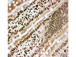 Lamin B1 Antibody in Immunohistochemistry (Frozen) (IHC (F))