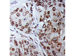 Lamin B1 Antibody in Immunohistochemistry (Paraffin) (IHC (P))