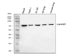 Lamin B1 Antibody in Western Blot (WB)