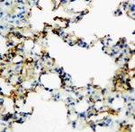 AGER/RAGE Polyclonal Antibody