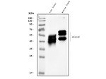 AGER/RAGE Antibody in Western Blot (WB)
