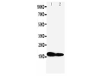 IFITM1 Antibody in Western Blot (WB)