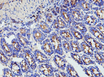 MMP16 Antibody in Immunohistochemistry (Paraffin) (IHC (P))