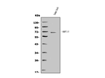 MMP16 Antibody in Western Blot (WB)