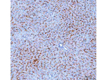 SLC10A1 Antibody in Immunohistochemistry (Paraffin) (IHC (P))