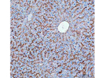 SLC10A1 Polyclonal Antibody