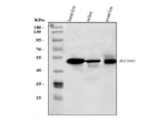 SLC10A1 Antibody in Western Blot (WB)