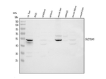 SLC10A1 Antibody in Western Blot (WB)