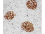 CD34 Antibody in Immunohistochemistry (Paraffin) (IHC (P))