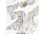 CD34 Antibody in Immunohistochemistry (Paraffin) (IHC (P))