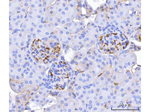 CD34 Antibody in Immunohistochemistry (Paraffin) (IHC (P))