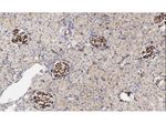 CD34 Antibody in Immunohistochemistry (Paraffin) (IHC (P))