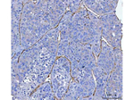 CD34 Polyclonal Antibody