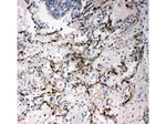 CD34 Antibody in Immunohistochemistry (Paraffin) (IHC (P))