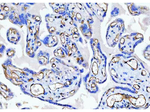 CD34 Antibody in Immunohistochemistry (Paraffin) (IHC (P))